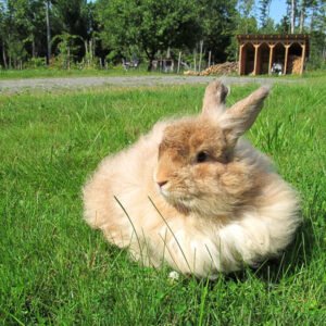 Angora Rabbit for Sale