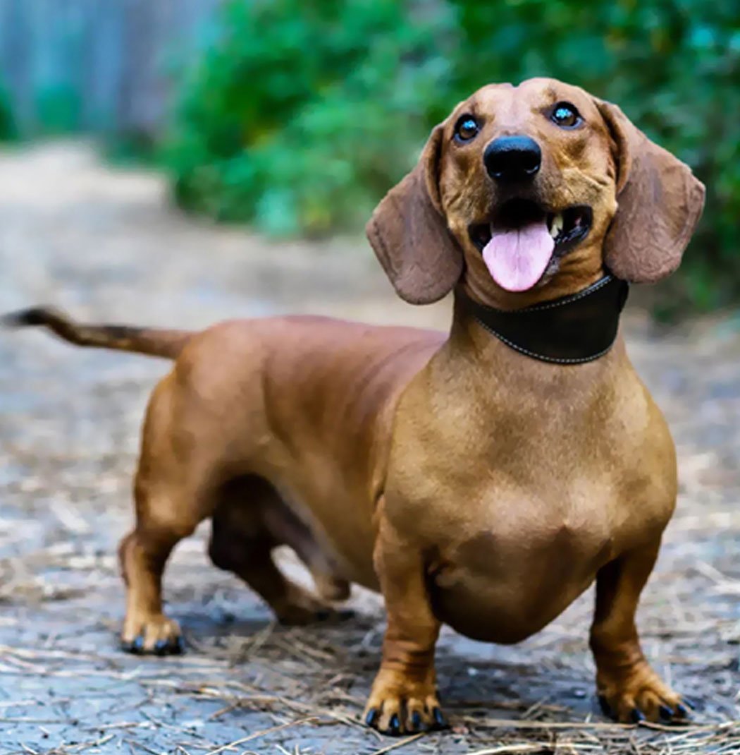 Dachshund Dog in India – Price, Care & Temperament