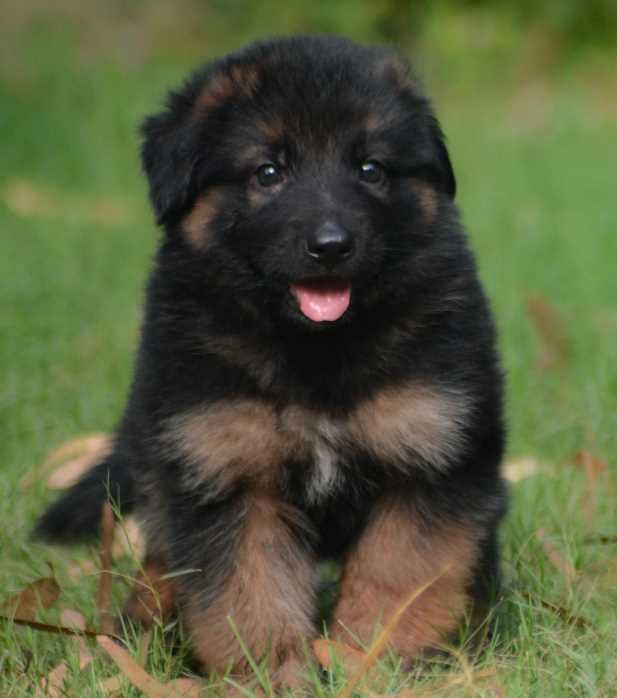German Shephard - Image 4