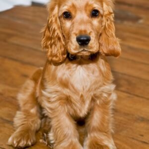 Cocker Spaniel dogs