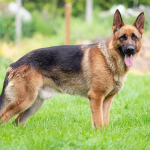 German Shepherd pure quality