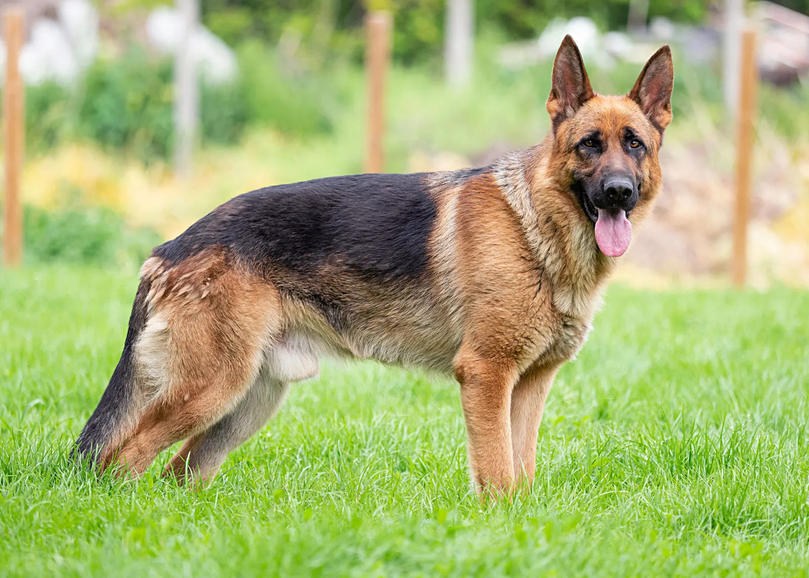 German Shepherd pure quality