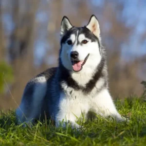Siberian Husky Dog in India – Price, Care & Guide