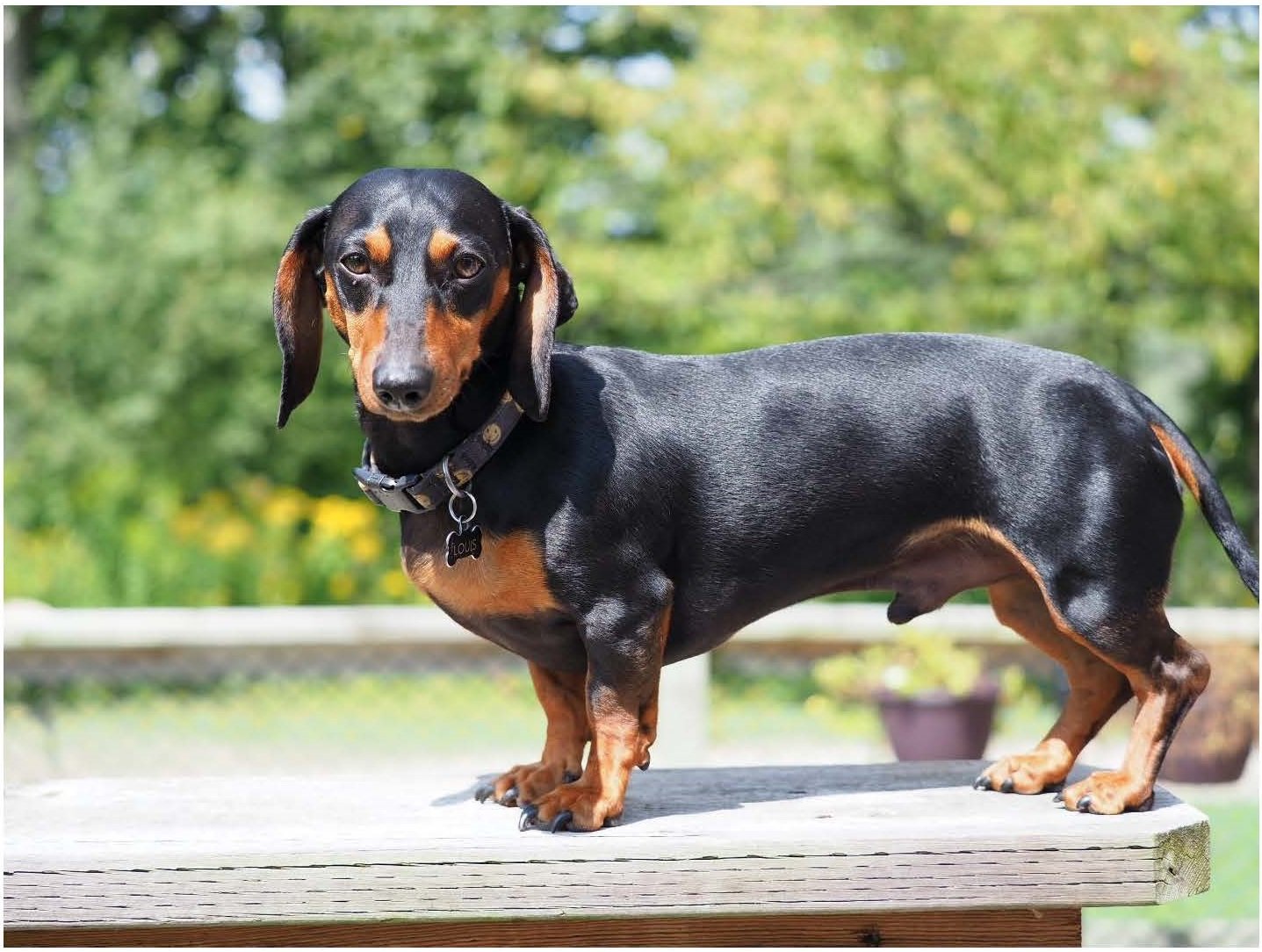 Dachshund - Image 7