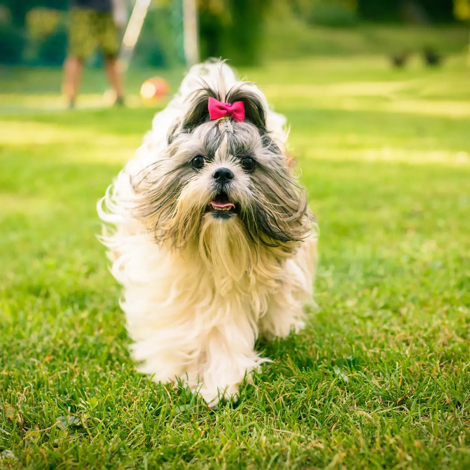 Shih Tzu - Image 3