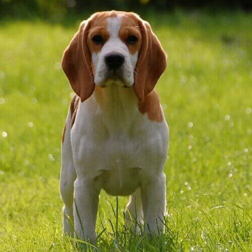 Beagle Dog