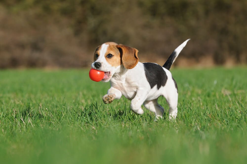 Beagle - Image 3