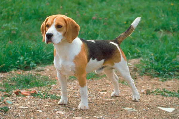 Beagle Dog