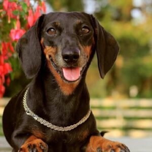 Dachshund Dog in India – Price, Care & Temperament