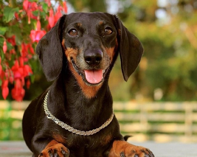 Dachshund Dog in India – Price, Care & Temperament