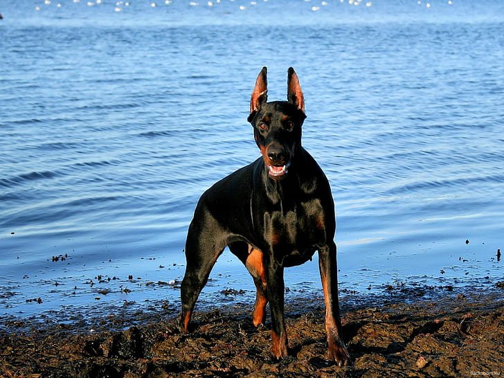 Doberman - Image 6