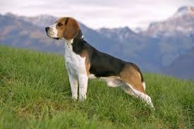 Beagle Dog