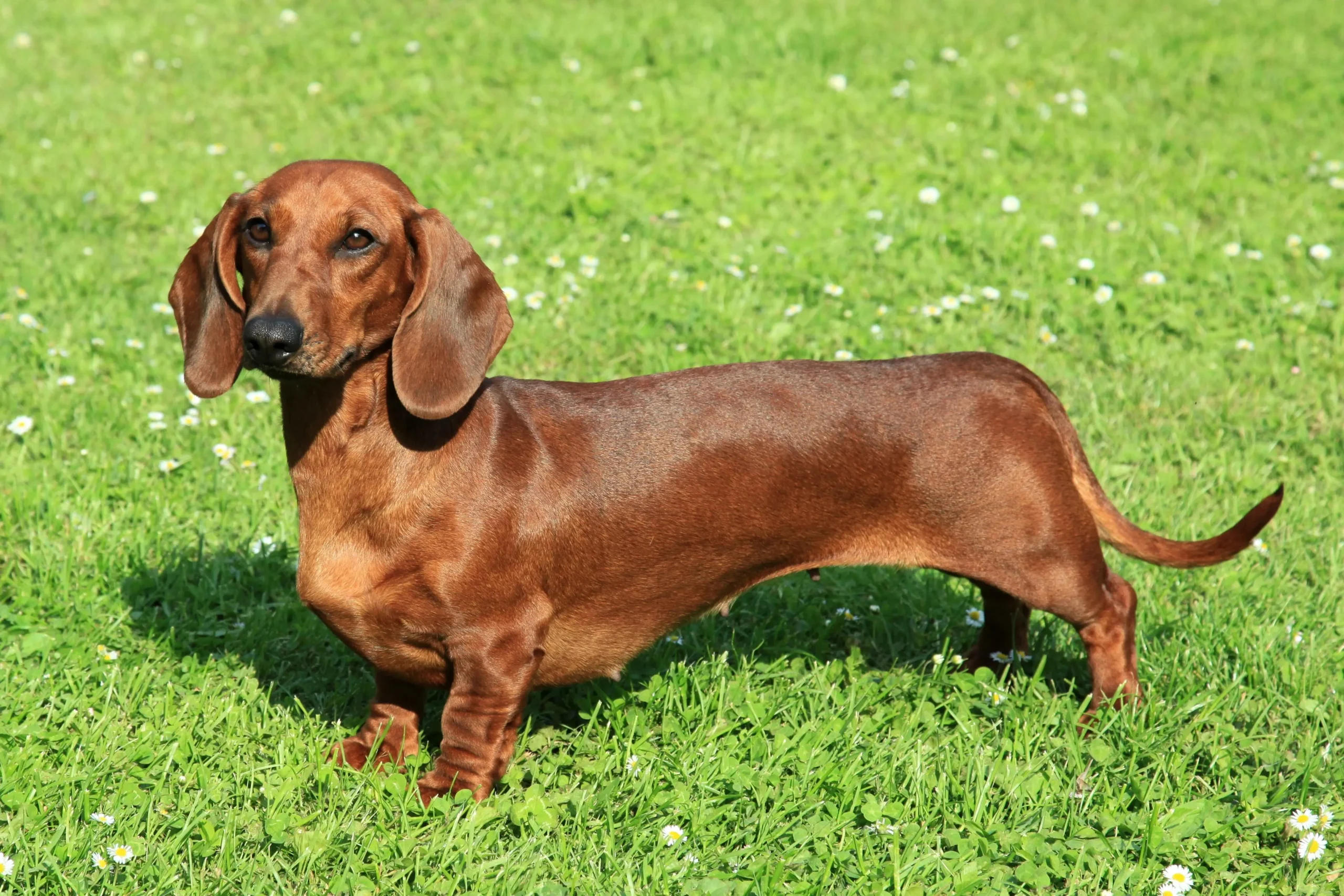 Dachshund - Image 5