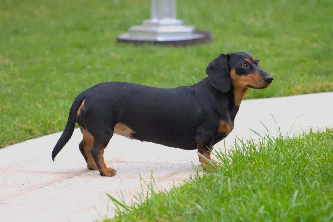 Dachshund - Image 6