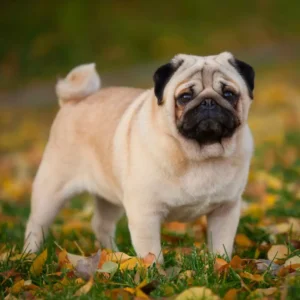 Pug Dog in India