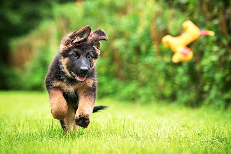 German Shephard - Image 3