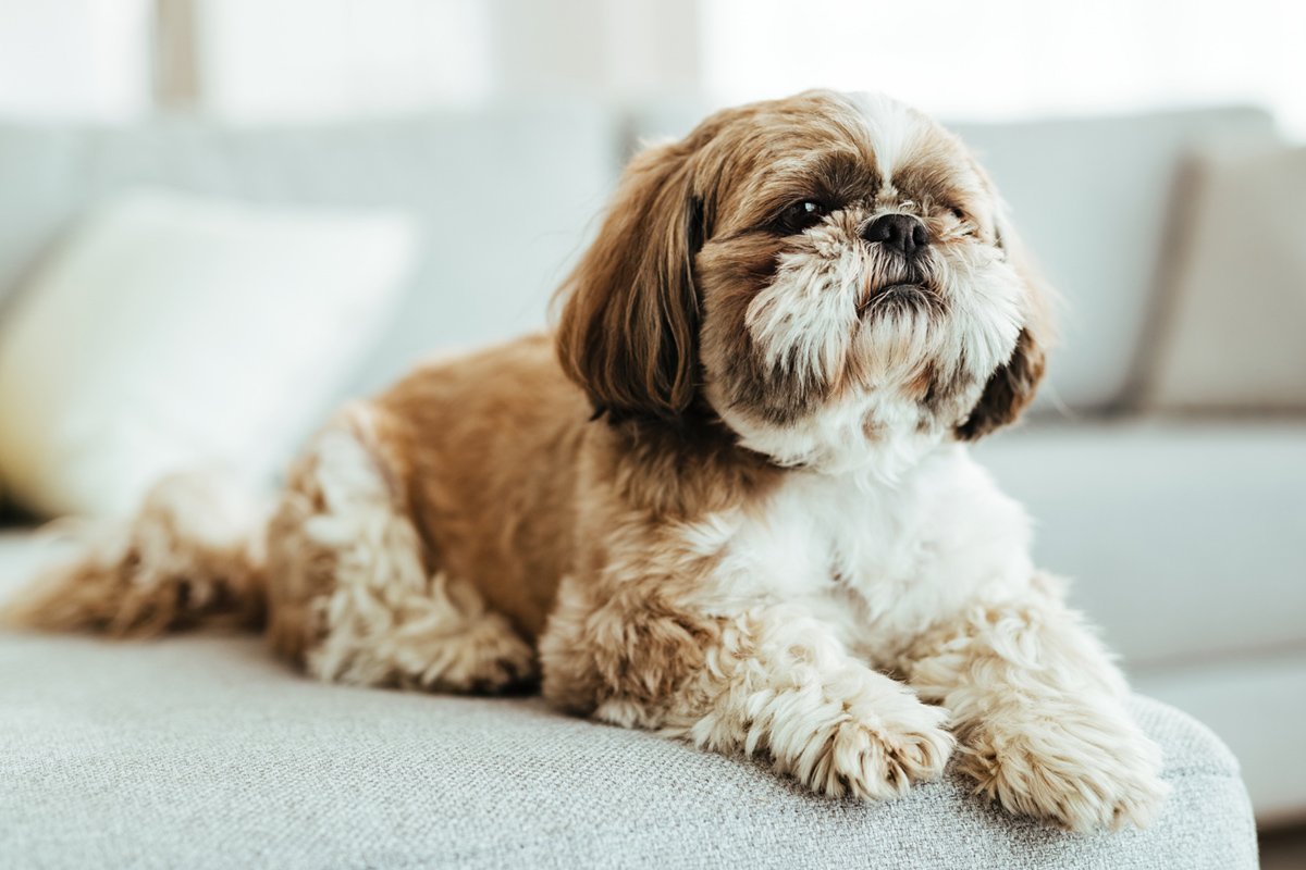 Shih Tzu - Image 5