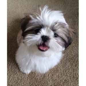 Shih Tzu Dog in India