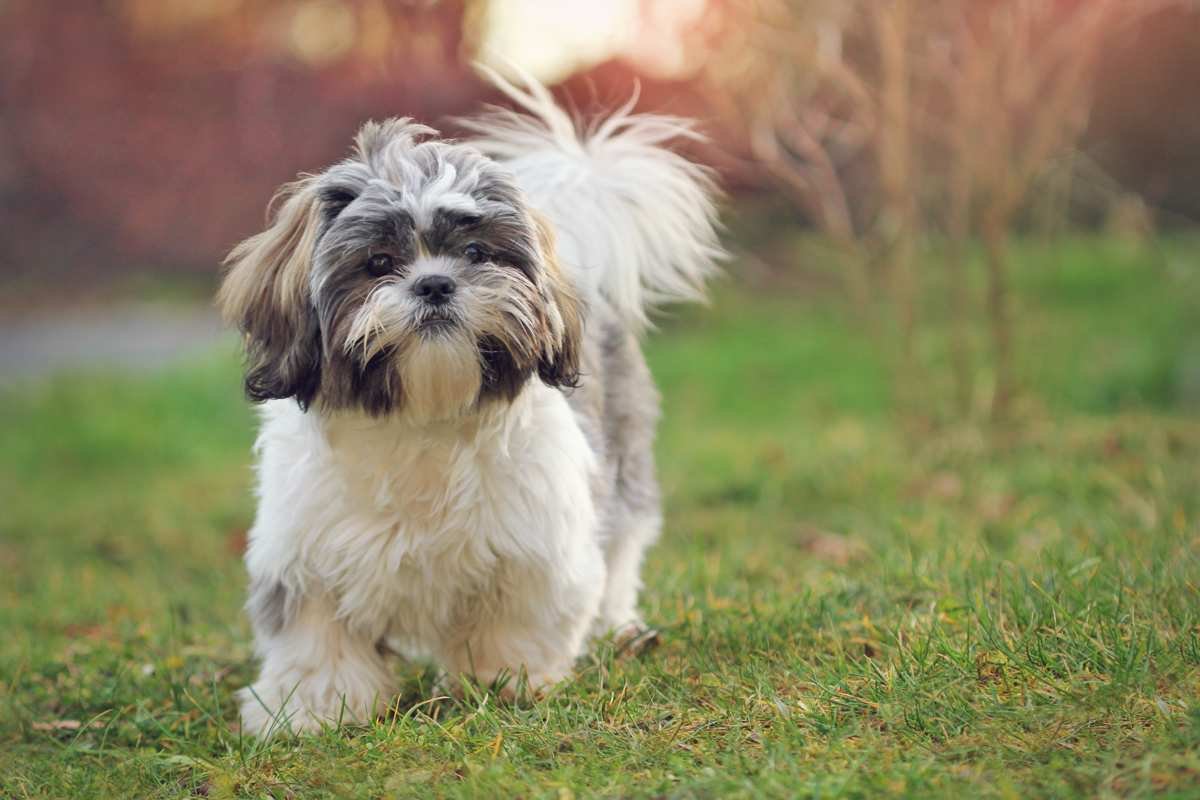 Shih Tzu - Image 7