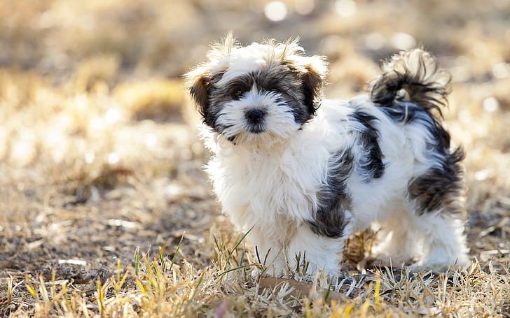Shih Tzu - Image 6