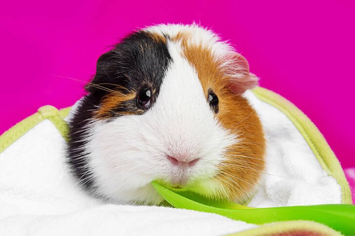 Tricolor Guinea Pig in India – Care, Price & Guide