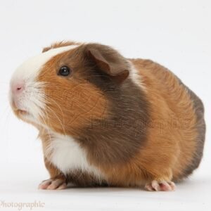 Tricolor Guinea Pig in India – Care, Price & Guide