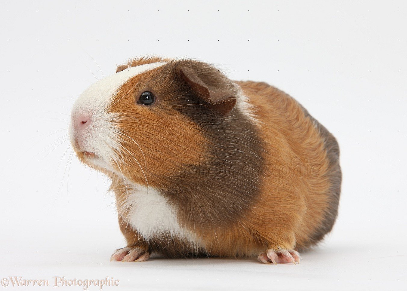 Tricolor Guinea Pig in India – Care, Price & Guide