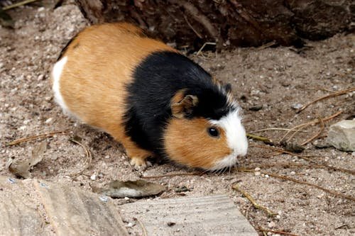 Tricolor Guinea Pig - Image 3