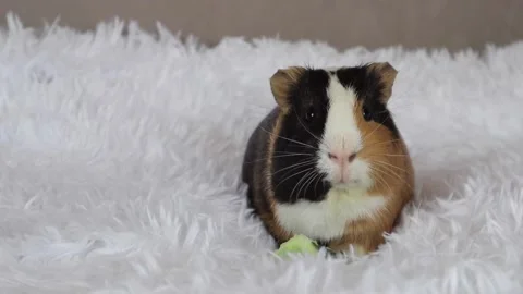 Tricolor Guinea Pig - Image 4