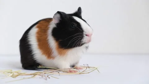 Tricolor Guinea Pig - Image 6