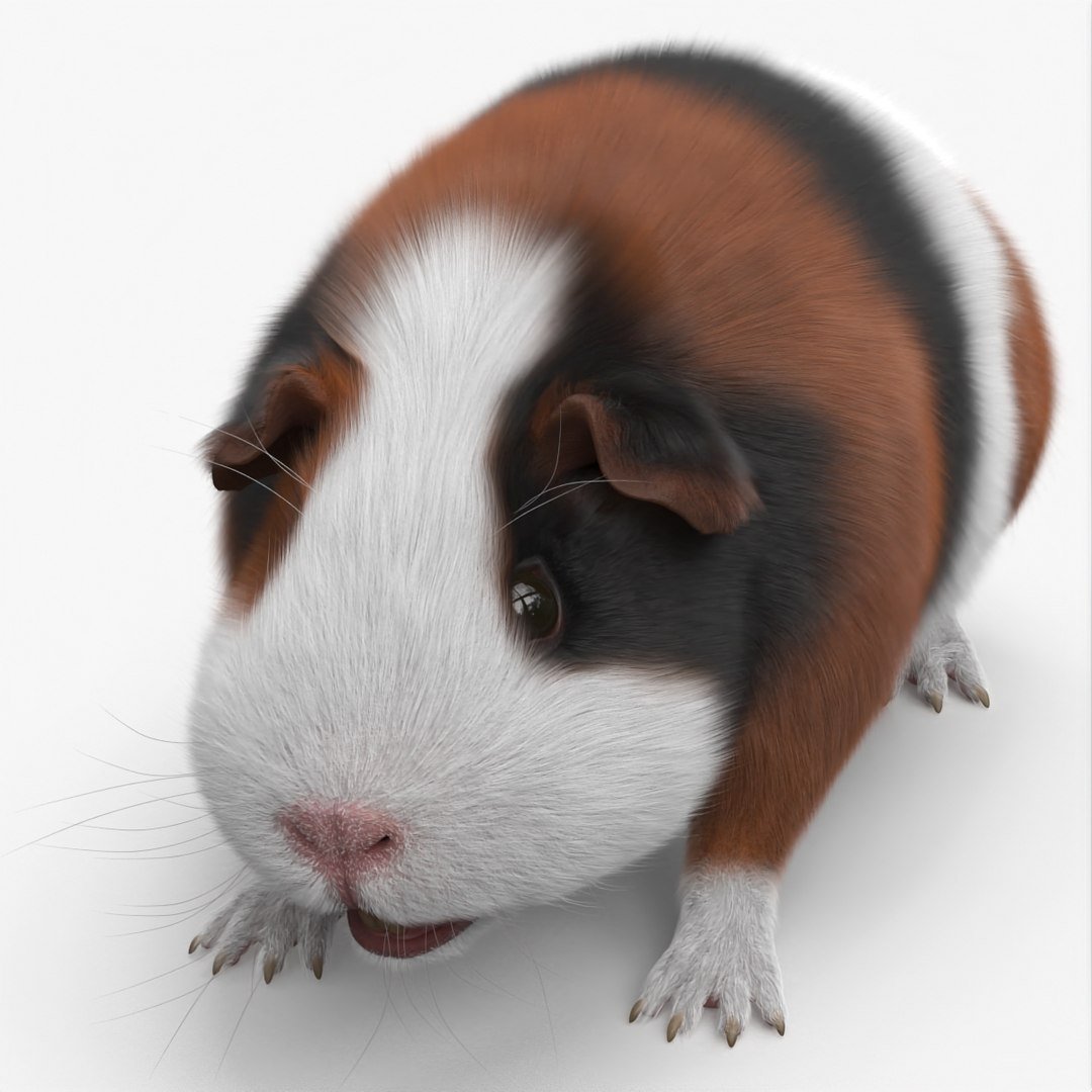 Tricolor Guinea Pig - Image 5