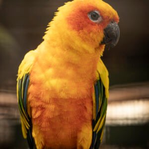 Conure Parrot