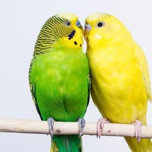budgie birds for sale