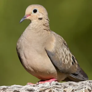 pair of dove birds in cage