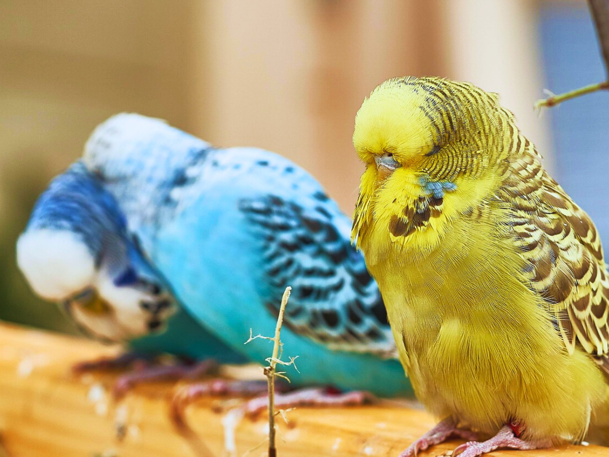 Budgie birds - Image 5