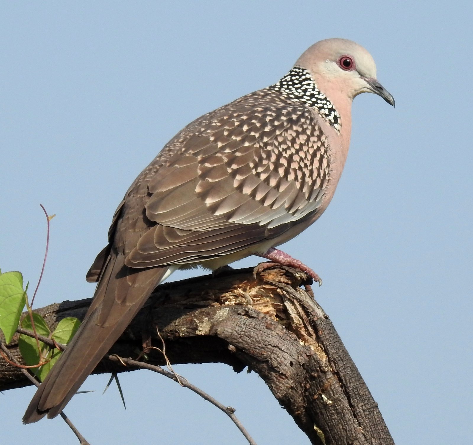 Dove Birds - Image 6