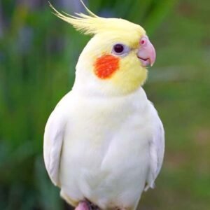 cockatiel bird for sale in india