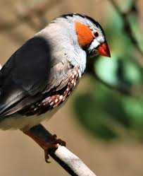 zebra finch birds pair for sale