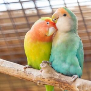 Love Birds
